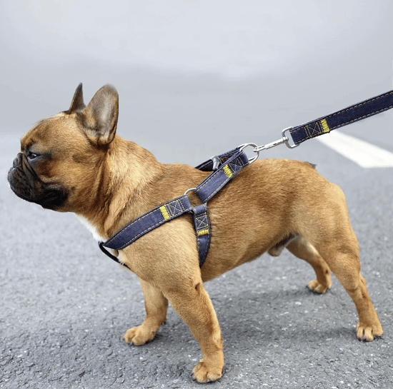 Frenchie with blue Denim Dog Collar