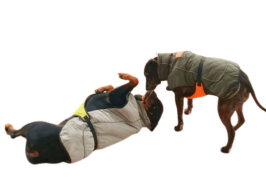 Dog Jacket - Padded Waterproof - Dogs Purpose