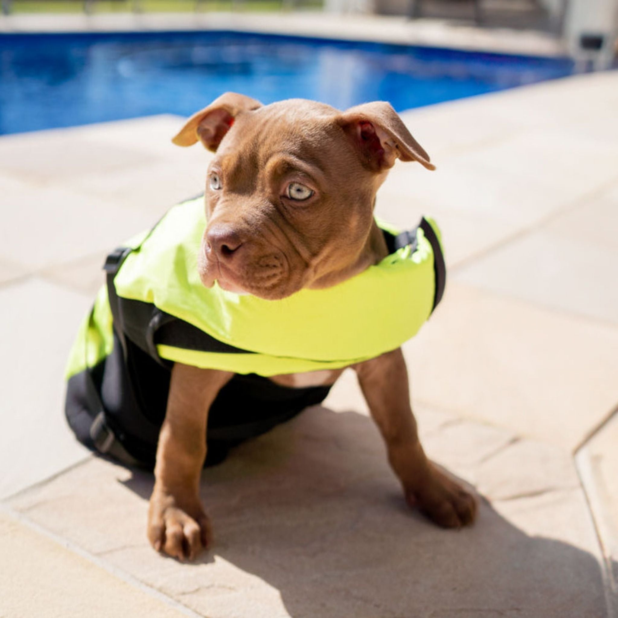 Dog Life Jacket - Dogs Purpose